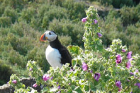 Puffin Beside the Invasive  Bass Mallow in Bloom