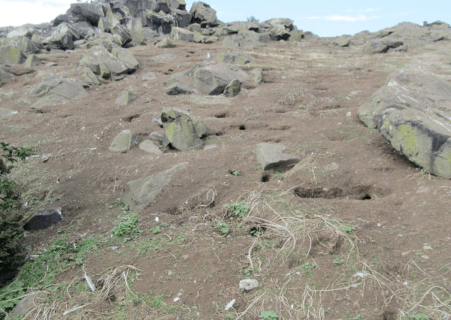 An Area of the Glen Laid Bare by a Dry Summer & Hungry Rabbits