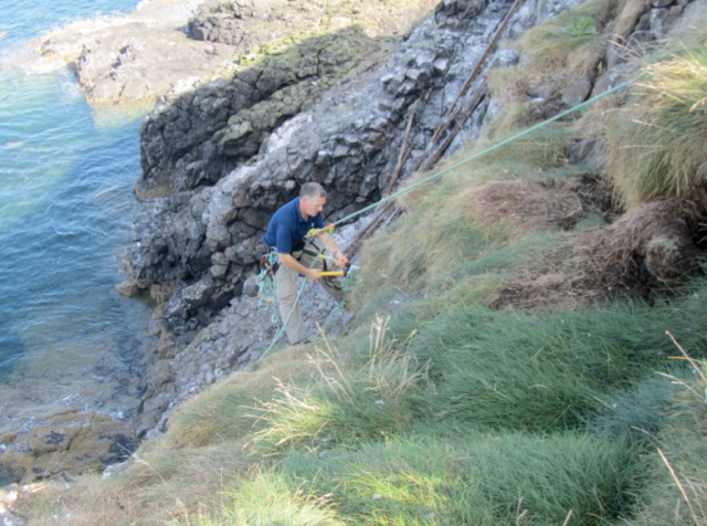 Extreme Mallow Bashing by an RSPB Volunteer on Fidra 